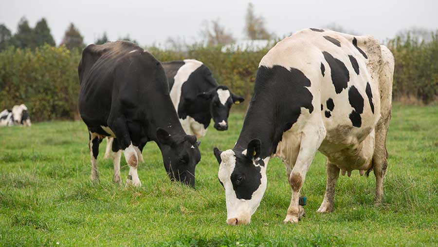 Holstein dairy cows © Tim Scrivener