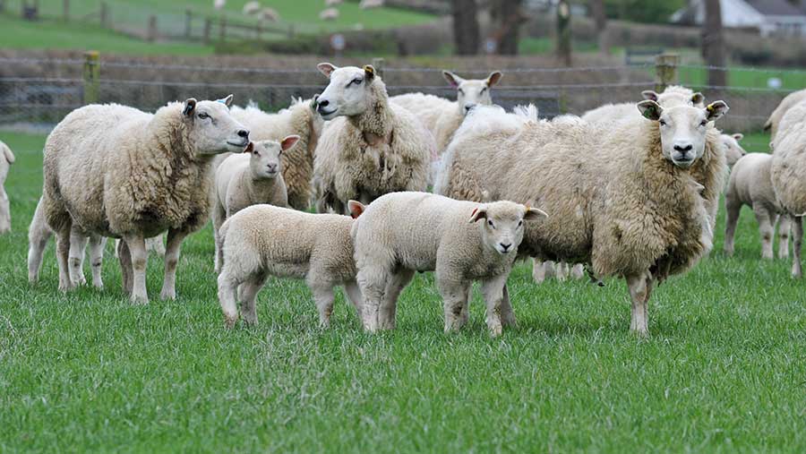Lambs at Innovis’s Capel Dewi and Bontgoch sites
are weaned as early as 10 weeks. © Debbie James
