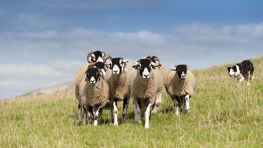 Ewes on a hill farm