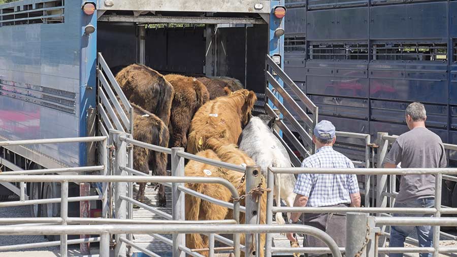 Expert advice on quarantining bought-in cattle - Farmers Weekly