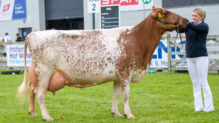 First ever Balmoral interbreed title for Dairy Shorthorn breed Farmers Weekly