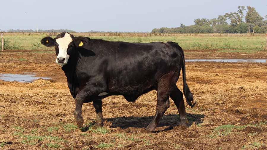 The Braford can produce a larger steer, quicker, with equal beef quality to the purebreds