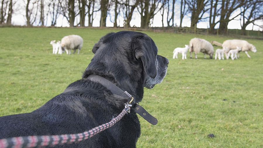 © FLPA/John Eveson/REX/Shutterstock