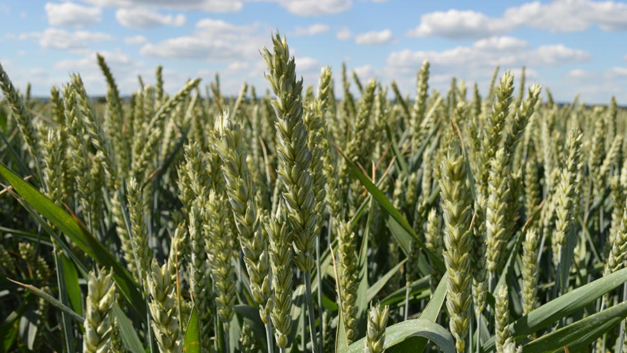 The crop of Montana wheat