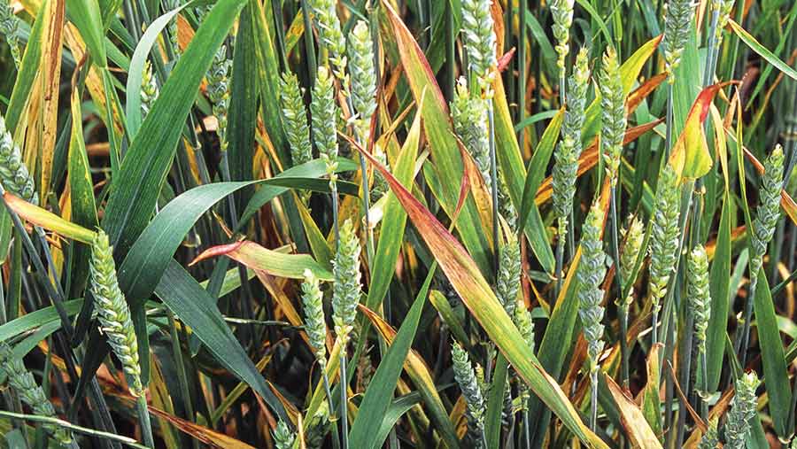 BYDV symptoms in wheat crop © Blackthorn Arable
