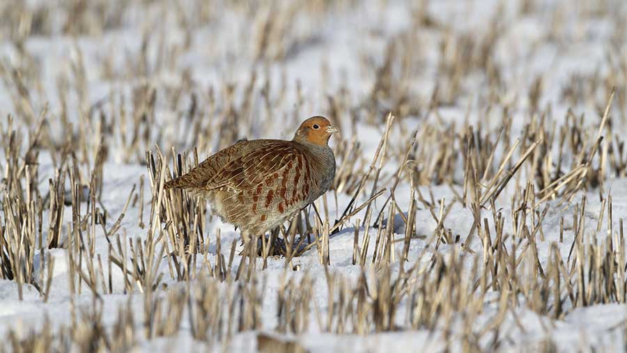 © FLPA/REX/Shutterstock