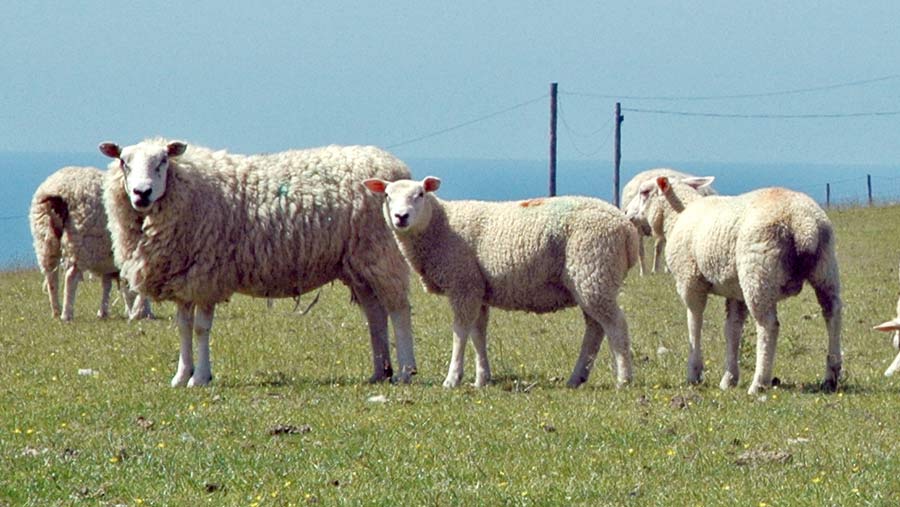 Aberfield Talybont Welsh ewes with 15-week-old Abermax lambs