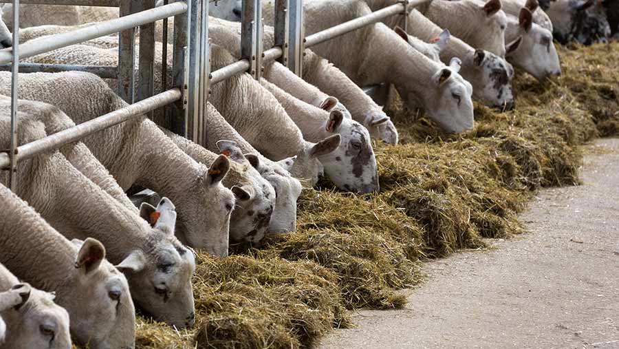 Q A Expert Guide On How To Set Up Sheep Housing Farmers Weekly