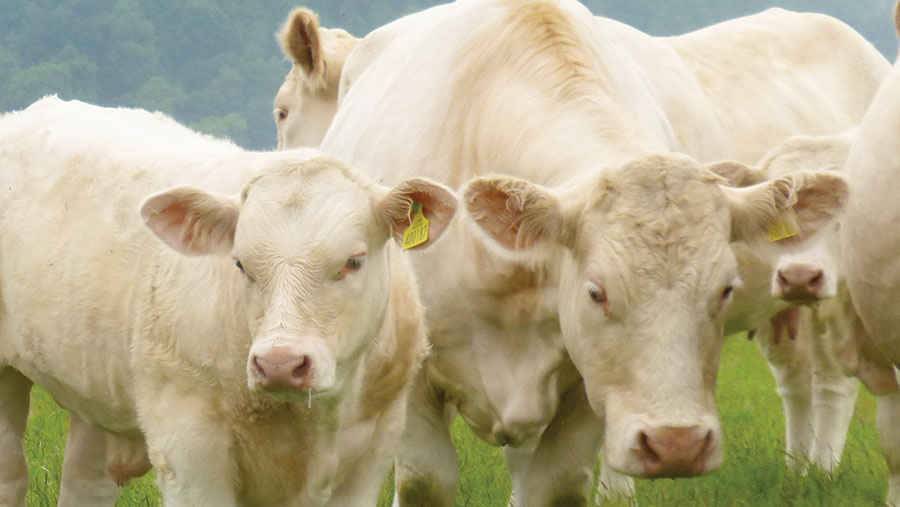 How A Charolais Herd Is Improving Its Maternal Traits Farmers Weekly