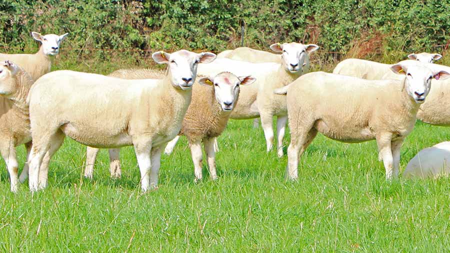 Ewe lambs on Stowell Farm in Corsham, Wiltshire
