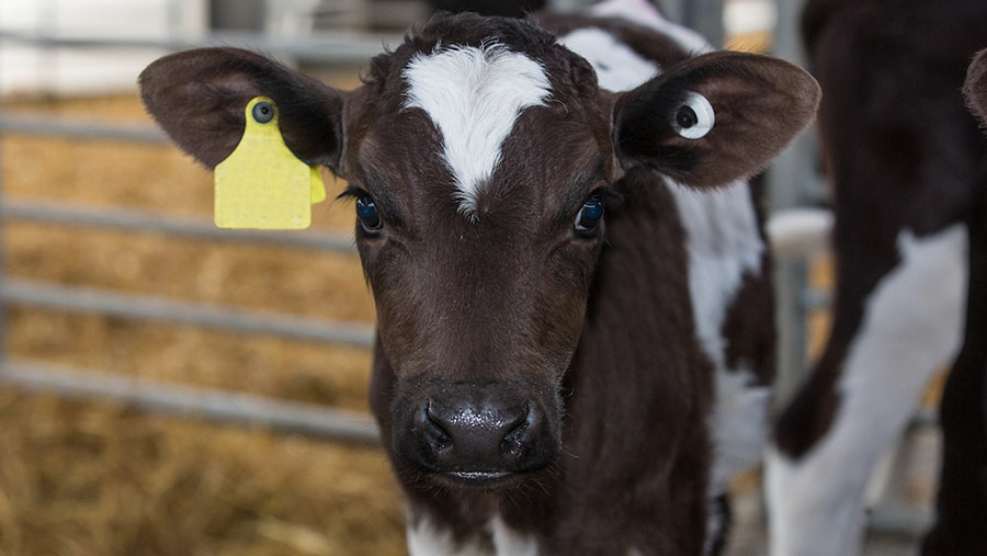 New pneumonia vaccine available for calves - Farmers Weekly