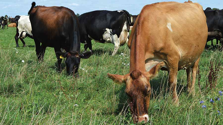 Cross-bred cows at Bisterne Farms