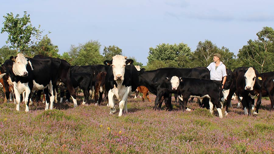 Tom Hordle with cattle in the New Forest © Oli Hill/RBI