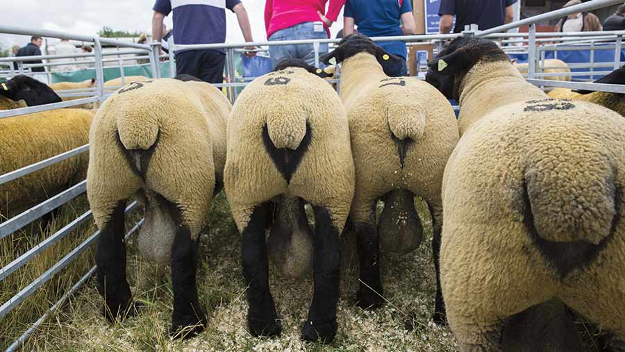 Advice buying a ram: What look for - Farmers Weekly
