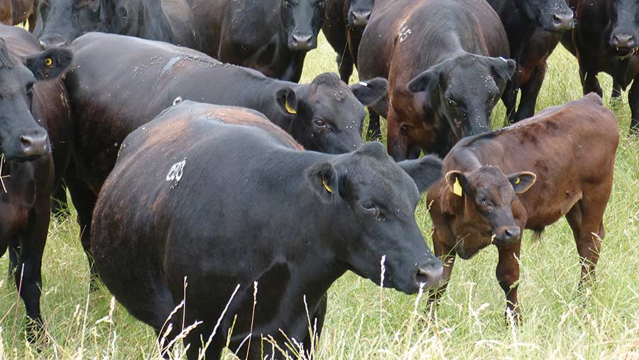 How Wilts farmer manages herd extensively with minimal labour - Farmers ...