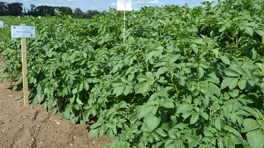 The Royal potato variety shows good tolerance to potato cyst nematode © Tim Scrivener