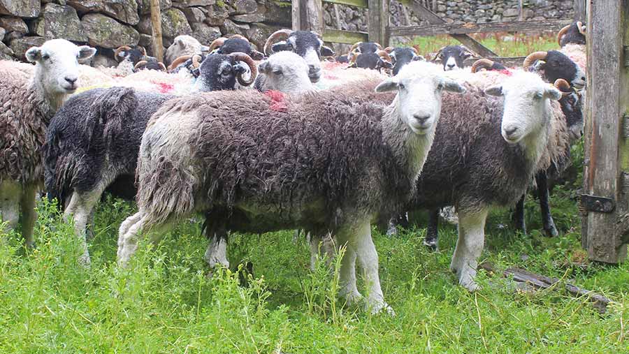 Herdwick and swaledale sheep