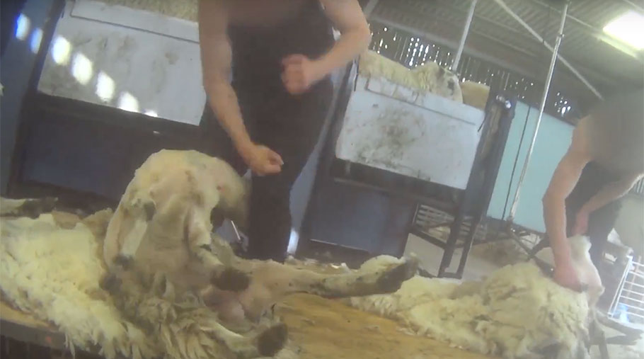 A screengrab from Peta Asia footage showing a contractor with fists clenched standing in front of a sheep