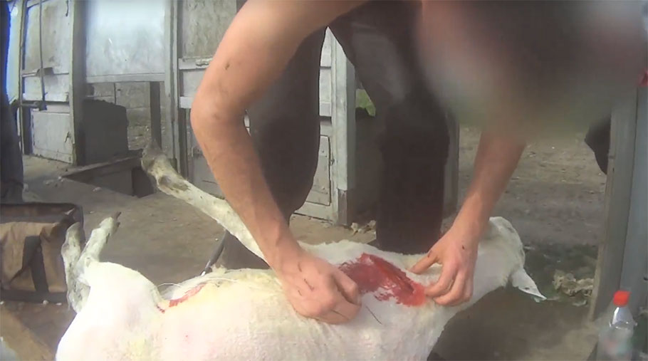 A screengrab shows a worker stitching a sheep's wound