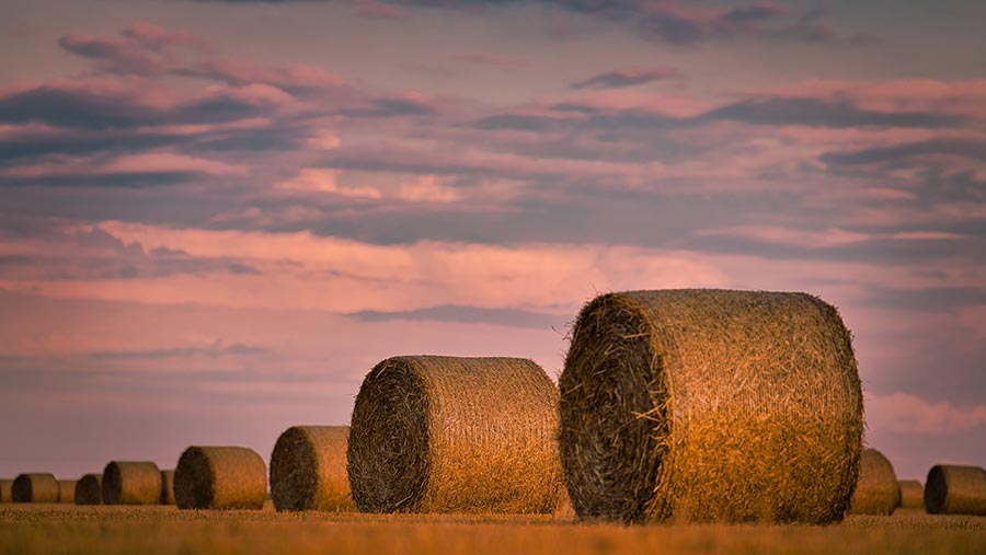 Harvest photo