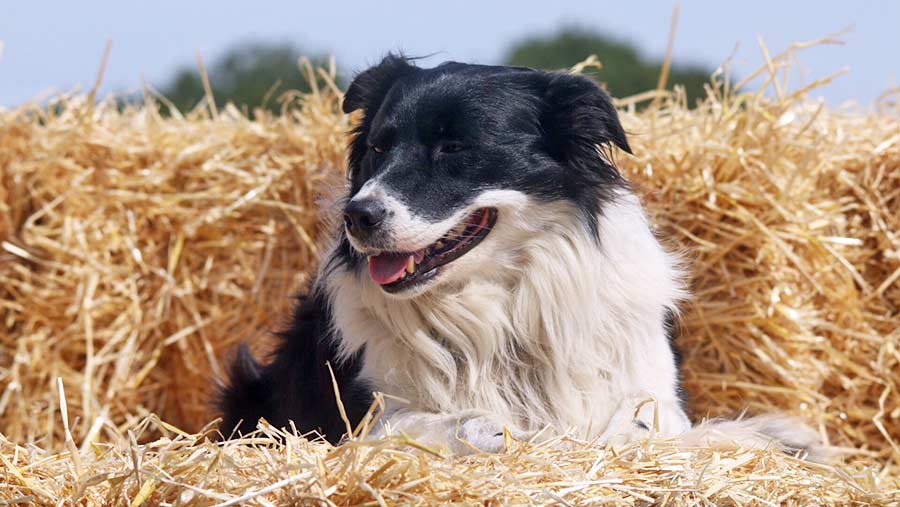 Harvest dog