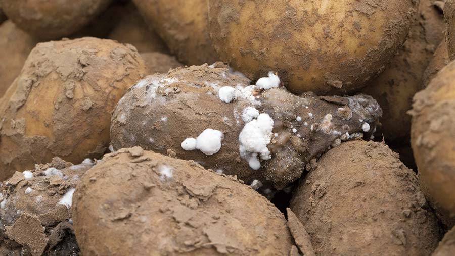 Wgite rot on the surface of potatoes