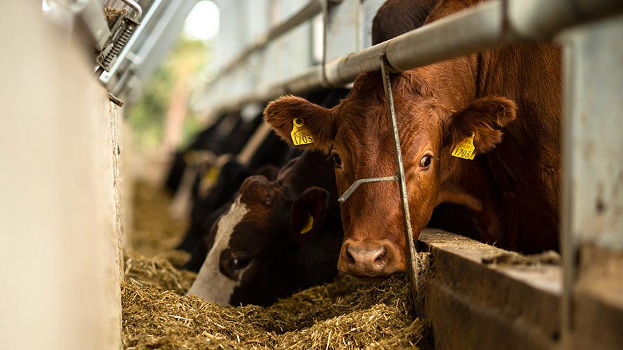 Beef cattle in a roofless shed