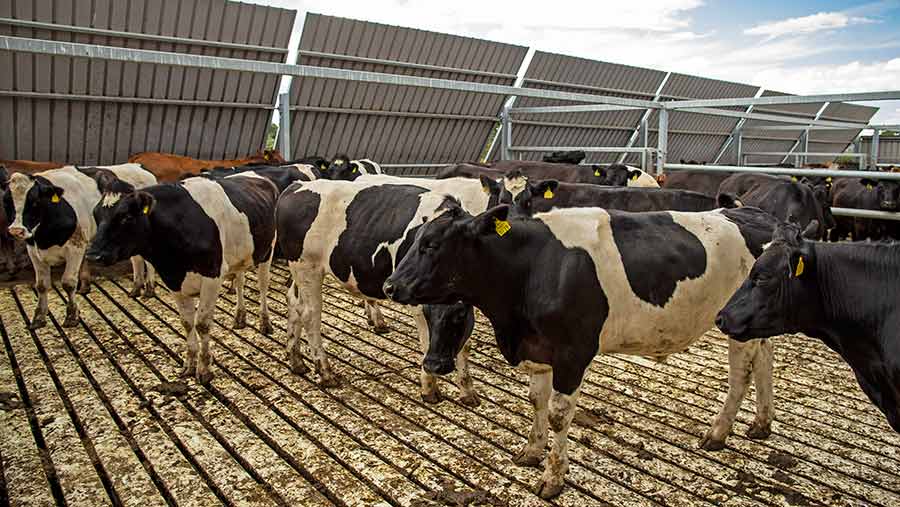 Beef cows stand in a roofless shed