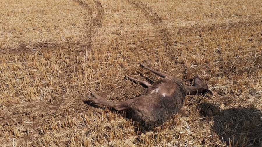 A dead deer lies on a field with car tyre tracks behind