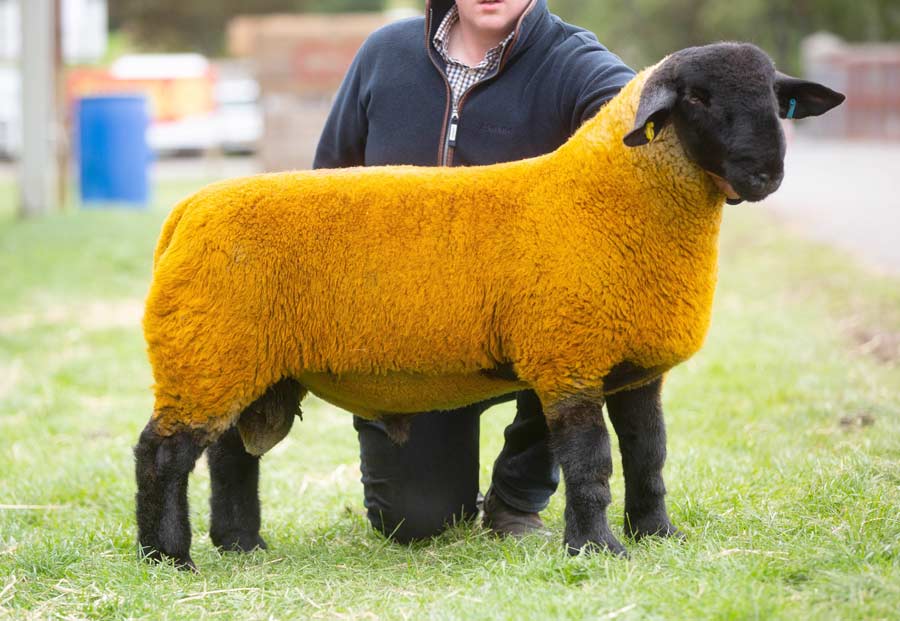 Cairness ram lamb