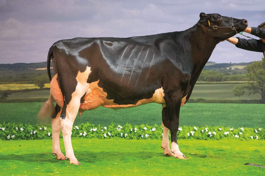 Holstein winner