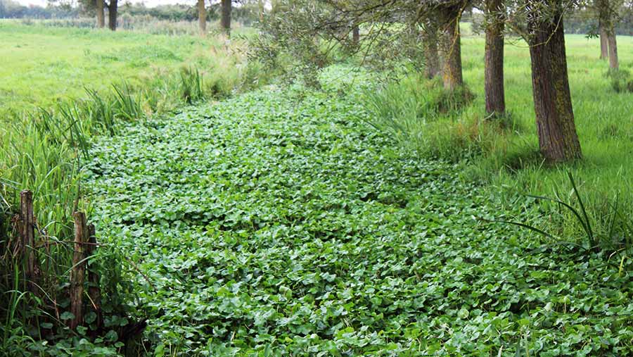 Floating pennywort in river © Oli Hill/RBI