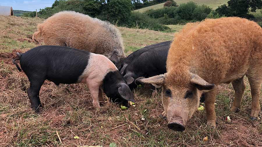 Saddleback, Berkshire and Managlitza pigs