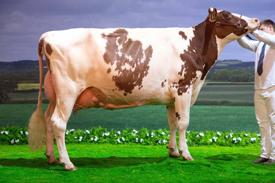 Red & white winner