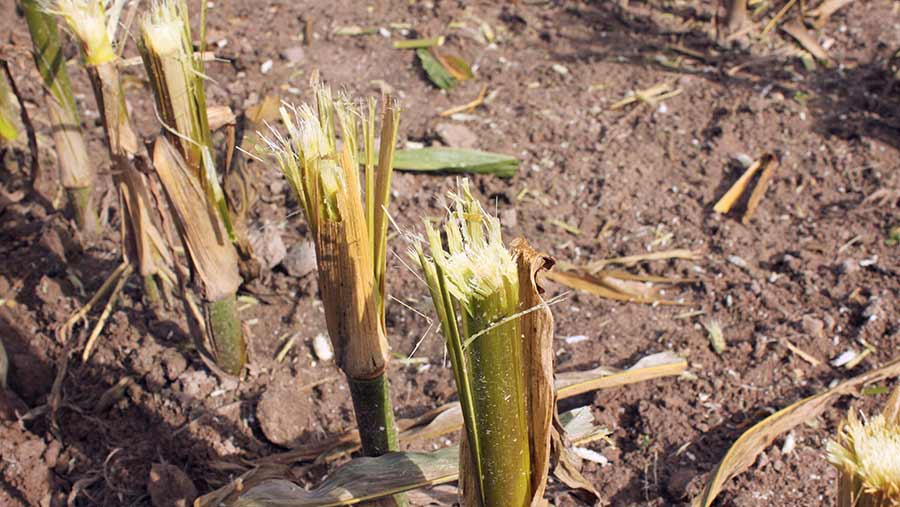 Shattered maize stalk