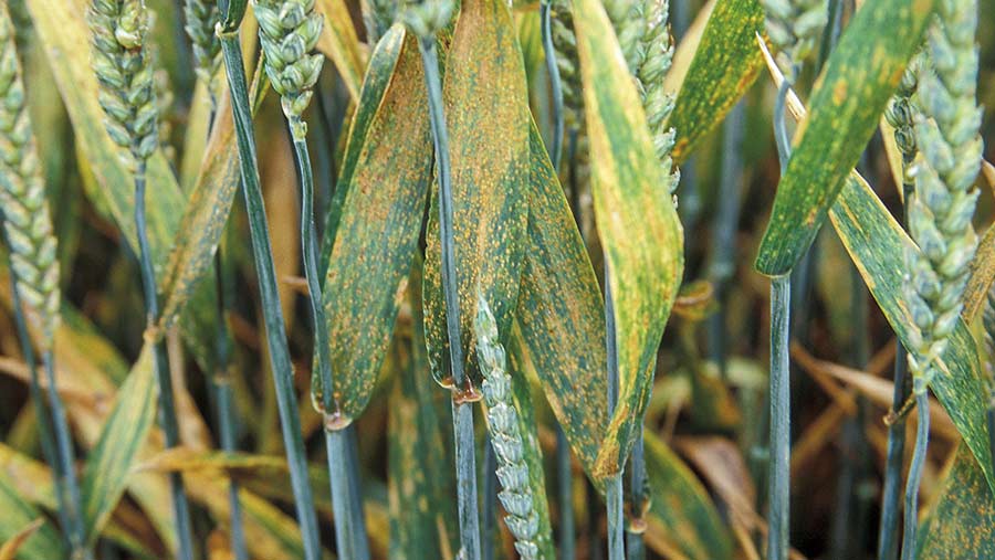 Brown rust on wheat 