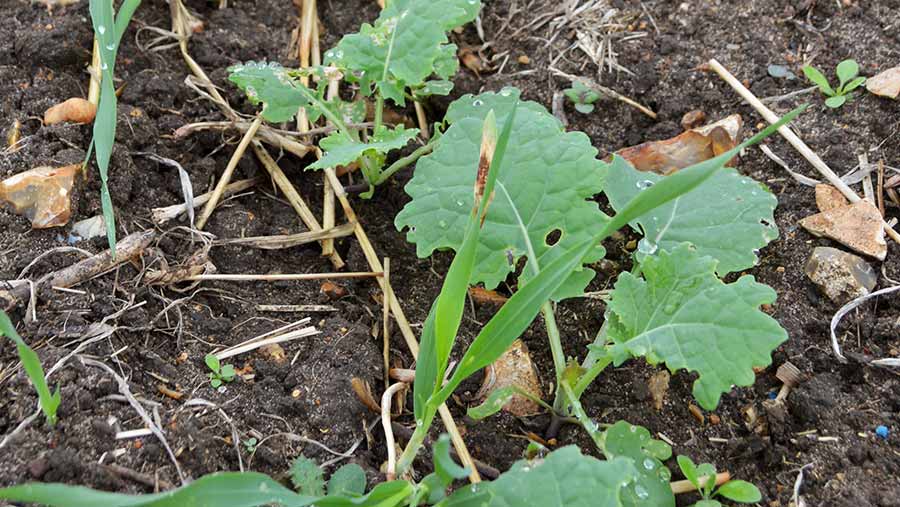 Young oilseed rape following winter barley