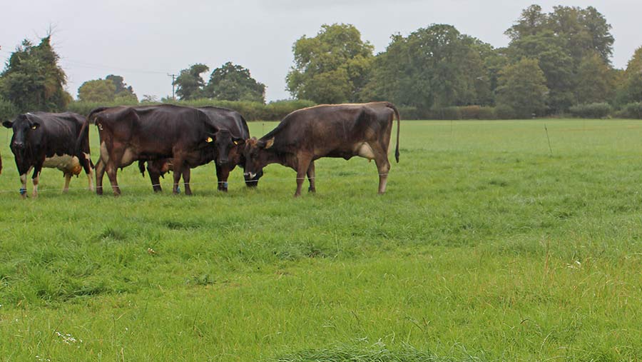 Strip grazing on one of the three blocks