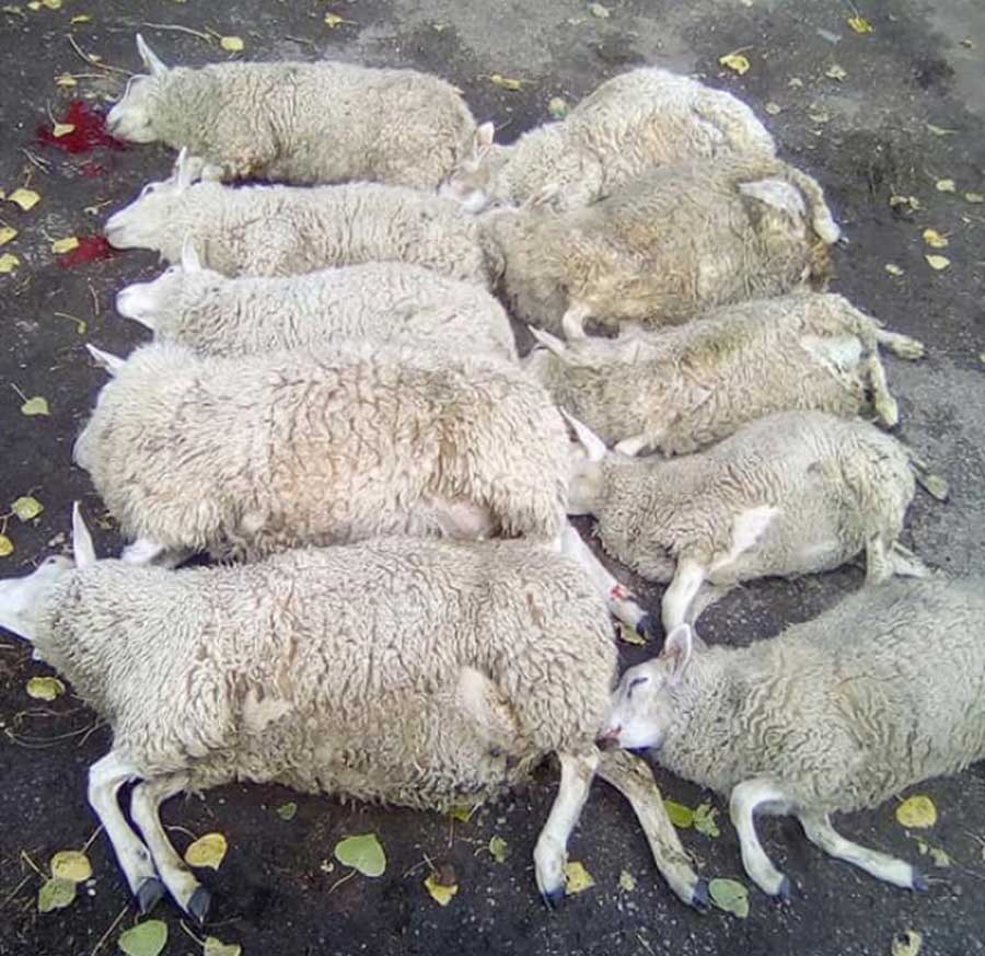 Dead sheep