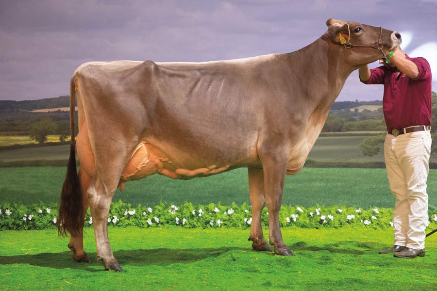 Brown Swiss winner