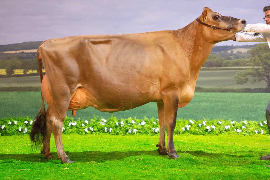 Brown Swiss winner