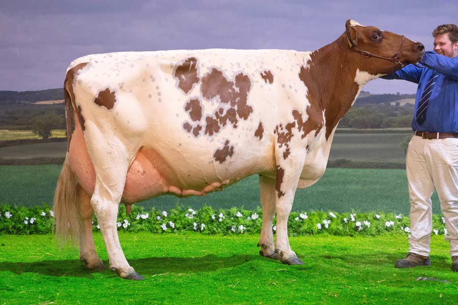 Ayrshire winner