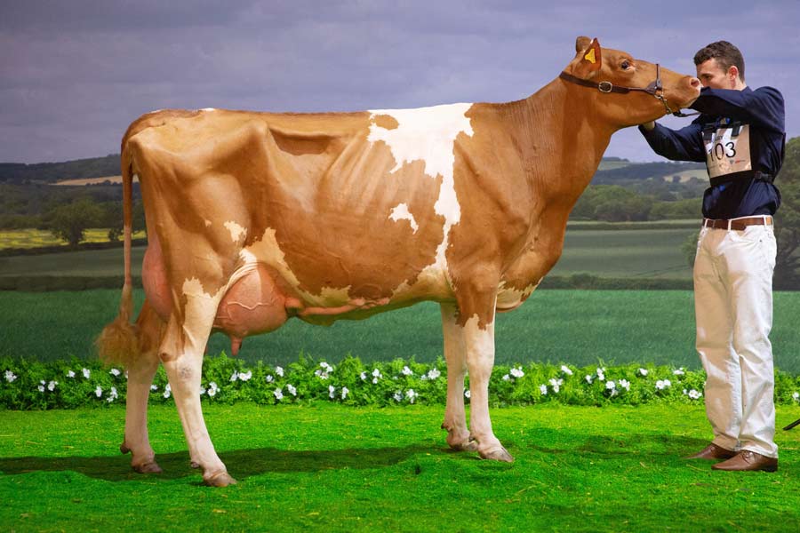 Guernsey winner