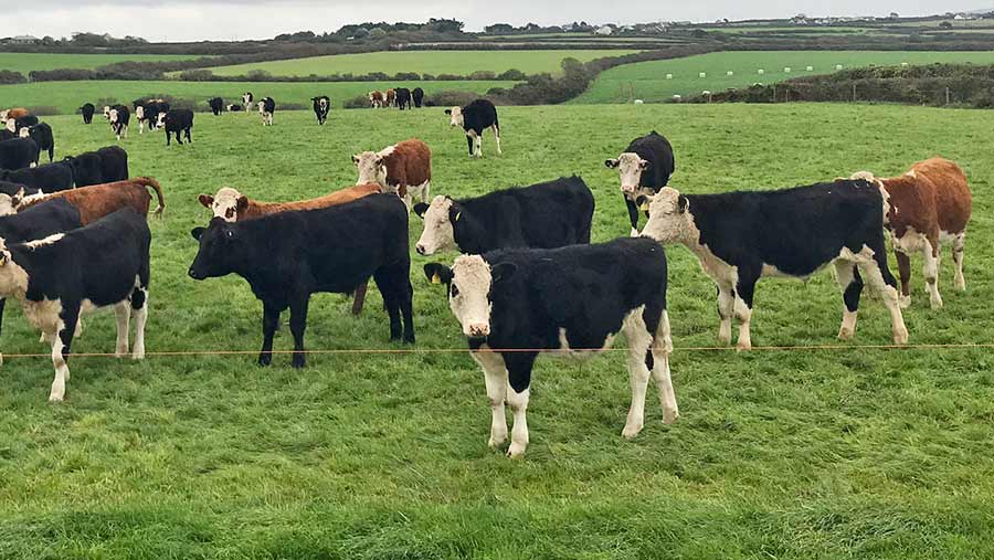 Dairy cows stand in a field of grass used for rotational grazing