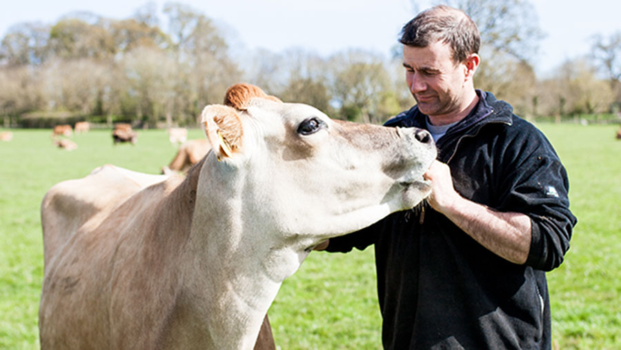 Jon Perkin with Jersey cow