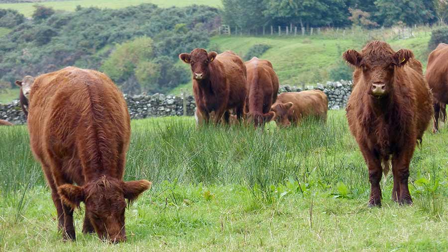 Highland-cross Shorthorn cows in a field