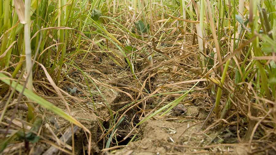 Natural shrinkage resulting from this summer's drought has effectively subsoiled some fields © Tim Scrivener