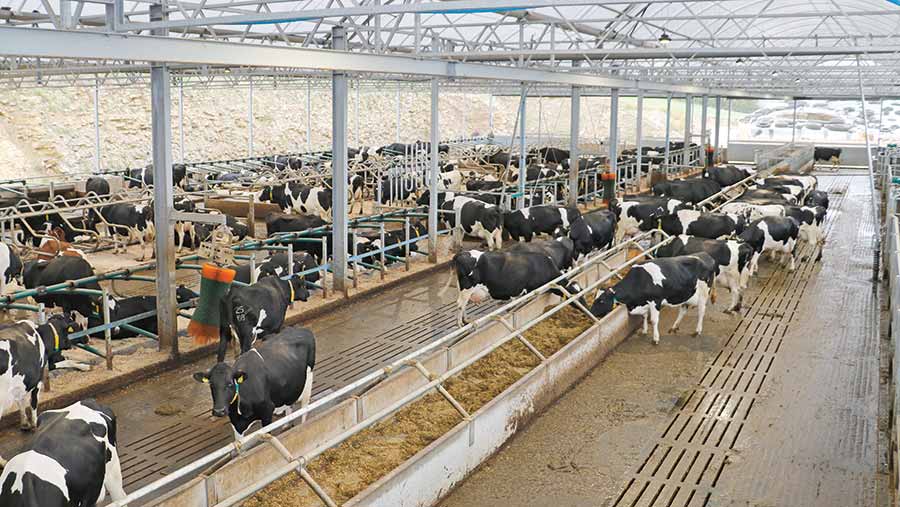 Interior shot of cows in Agri-EPI Centre