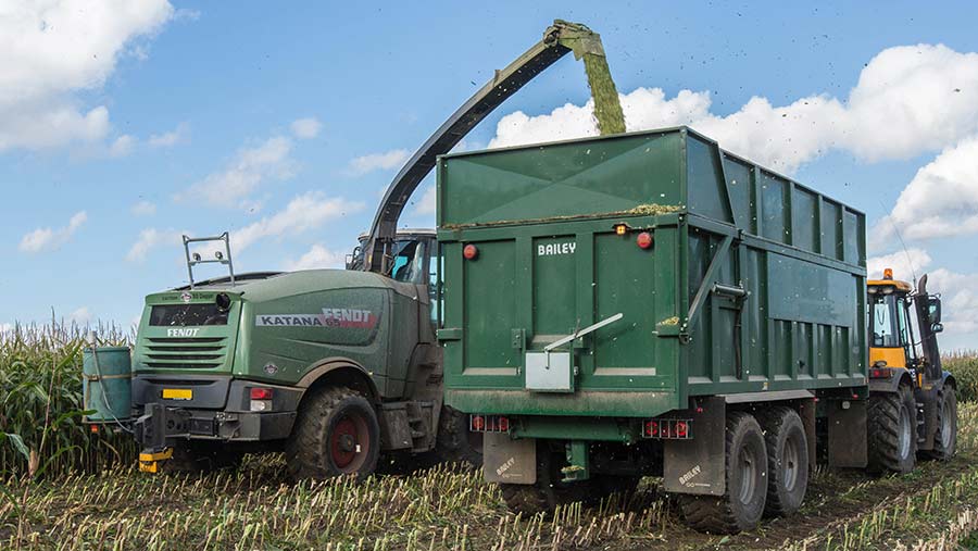 Maize being harvested