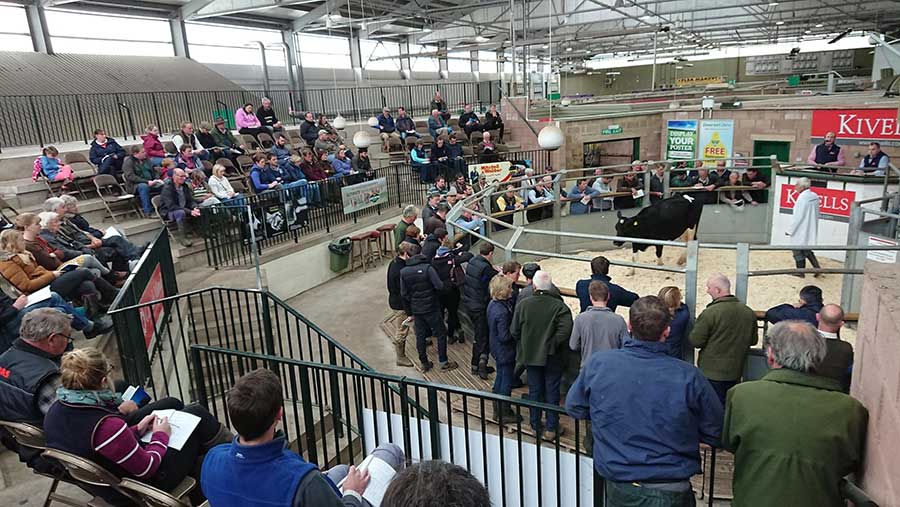 Organic herd hits 2,200gns at Exeter Farmers Weekly